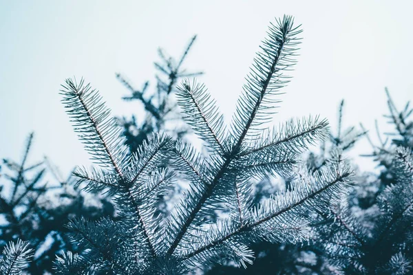 Fond Sapin Noël Sur Fond Blanc Texture Des Branches Sapin — Photo