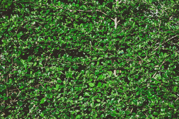 Summer green tropical background. Beautiful plants in the house garden