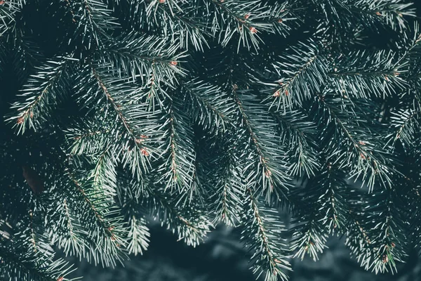 Fondo Abeto Navidad Con Espacio Copia Abeto Ramas Textura Año — Foto de Stock