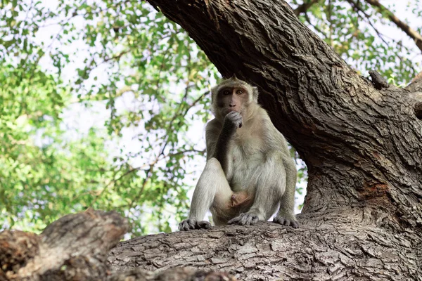 Macaque Mangeur Crabe Sauvage Assis Sur Rocher Sous Arbre Dans — Photo