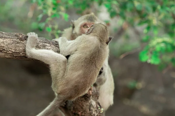 Zwei Wild Krabbenfressende Makaken Spielen Auf Einem Baum Einem Nationalpark — Stockfoto