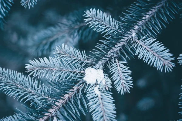 Tak Van Dennenboom Bedekt Met Sneeuw Kerstmis Nieuwjaarsachtergrond Nieuw Jaar — Stockfoto