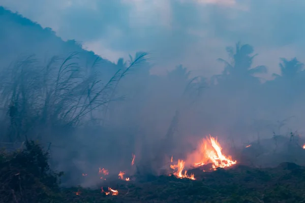 Forest fire at night. Bushes are burning, the air is polluted with smoke. Fire, close-up. Deforestation environmental jungle. Farmers burn rainforest and destroy to expand their plantations.