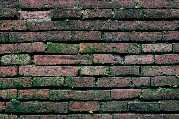 Dark Orange Old Brick Wall Texture Fond Avec Herbe Vieux — Photo