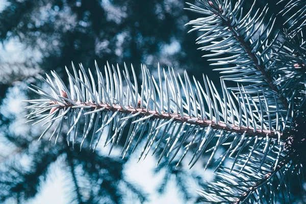 圣诞树背景为白色背景 杉树分枝质感 新年背景 — 图库照片