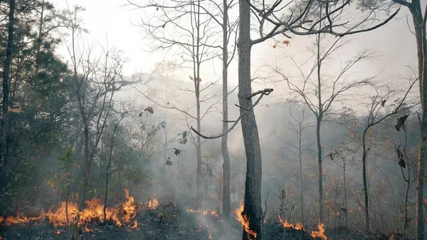 Klimaatcrisis Big Flame Het Nationale Park Tijdens Het Droge Seizoen — Stockfoto