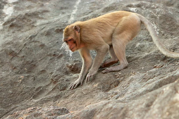 Macaque Mangeur Crabe Sauvage Sur Rocher Dans Parc National — Photo