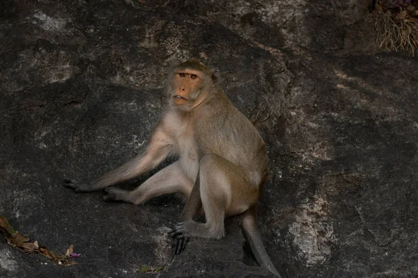 Macaco Mangia Granchi Selvatici Una Roccia Parco Nazionale — Foto Stock
