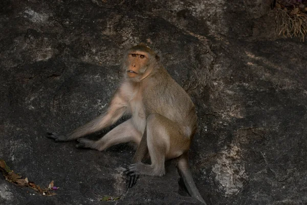 Wilde Krabben Fressende Makaken Auf Einem Felsen Einem Nationalpark — Stockfoto