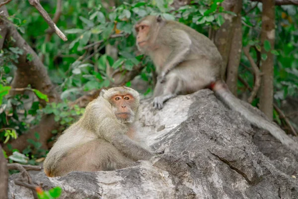 Wilde Krabben Fressende Makaken Auf Einem Felsen Einem Nationalpark — Stockfoto