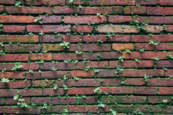 Dark Orange Old Brick Wall Textura Fundo Com Grama Parede — Fotografia de Stock