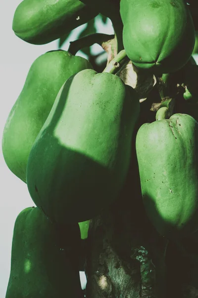 Árbol Papaya Con Frutas Cultivadas Granja Orgánica — Foto de Stock