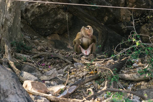Gibbon Sauvage Sur Une Chaîne Est Une Violation Des Droits — Photo