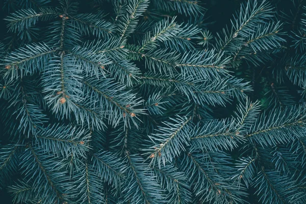 Kerstboom Achtergrond Met Kopieerruimte Fir Boom Takken Textuur Nieuw Jaar — Stockfoto