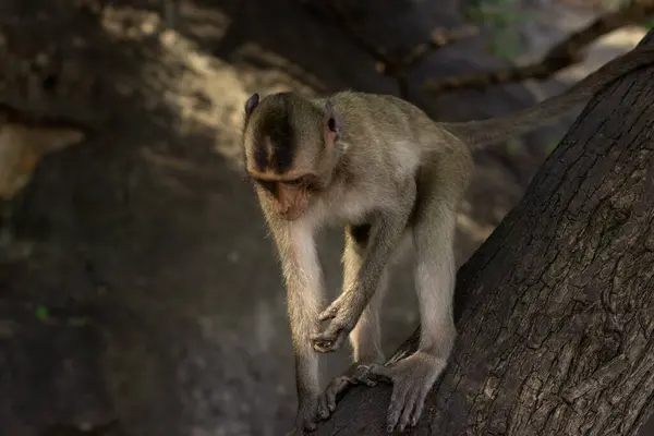 Macaque Mangeur Crabe Sauvage Sur Rocher Dans Parc National — Photo