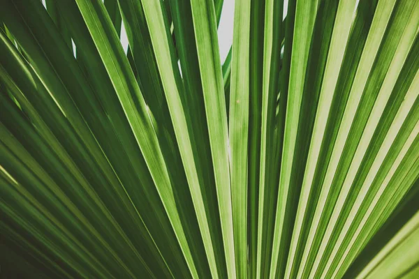 Зеленые Пальмовые Ветви Голубым Небом Концепция Тропических Вибраций Плакат Стиле — стоковое фото