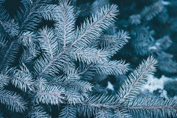 覆盖着雪的冷杉树枝 圣诞节 新年背景 新年背景 — 图库照片