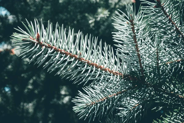 크리스마스 전나무 새해의 — 스톡 사진