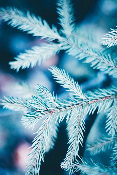 Árbol Abeto Navidad Fondo Azul Con Espacio Copia Abeto Ramas —  Fotos de Stock