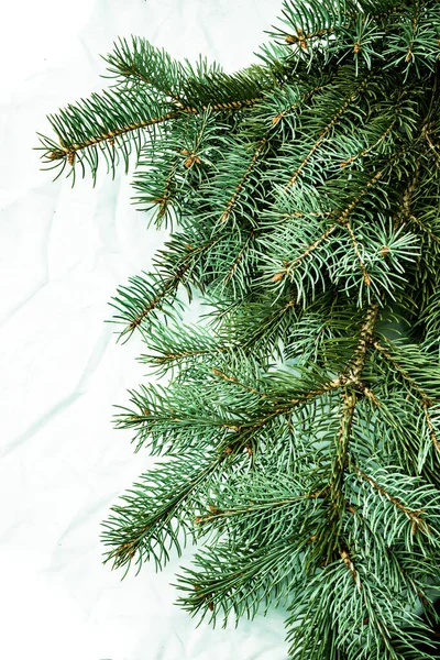 Beyaz arka planda Noel ağacı arkaplanı. Firavun ağacı dalların dokusuna sahiptir. Yeni Yıl Arkaplanı.