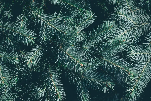 Fondo Abeto Navidad Con Espacio Copia Abeto Ramas Textura Año — Foto de Stock