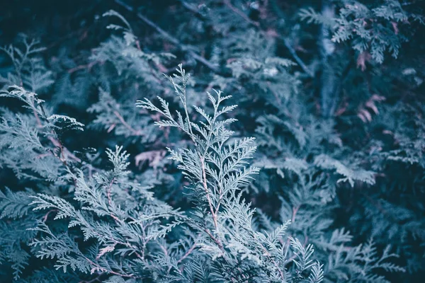 Árbol Abeto Navidad Fondo Azul Con Espacio Copia Abeto Ramas —  Fotos de Stock