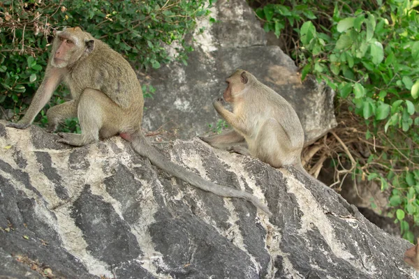 Zwei Wilde Krabbenfresser Auf Einem Felsen Unter Einem Baum Einem — Stockfoto