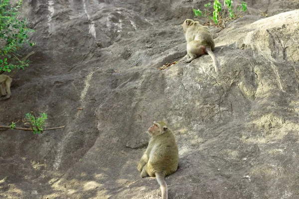 Wilde Krabben Fressende Makaken Auf Einem Felsen Einem Nationalpark — Stockfoto