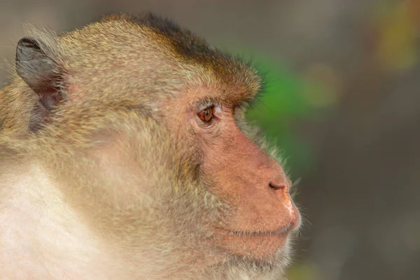 Macaco Mangia Granchi Selvatici Una Roccia Parco Nazionale — Foto Stock