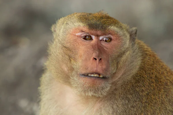 Macaco Come Cangrejos Silvestres Una Roca Parque Nacional —  Fotos de Stock