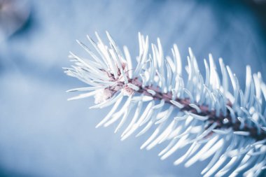 Fotokopi alanı olan köknar ağacı mavisi bir arka plan. Firavun ağacı dalların dokusuna sahiptir. Yeni Yıl Arkaplanı.