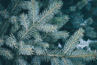 Karla kaplı köknar ağacının dalları. Noel, yeni yıl geçmişi. Yeni Yıl Arkaplanı.