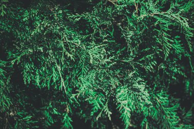 Noel ağacı arka planında fotokopi alanı var. Firavun ağacı dalların dokusuna sahiptir. Yeni Yıl Arkaplanı.