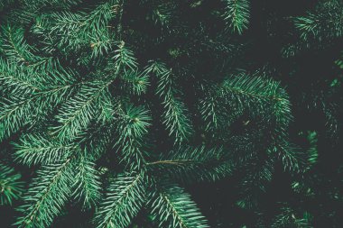 Noel ağacı arka planında fotokopi alanı var. Firavun ağacı dalların dokusuna sahiptir. Yeni Yıl Arkaplanı.