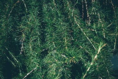 Noel ağacı arka planında fotokopi alanı var. Firavun ağacı dalların dokusuna sahiptir. Yeni Yıl Arkaplanı.