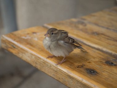 Masadaki serçe, İsrail