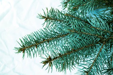 Beyaz arka planda Noel ağacı arkaplanı. Firavun ağacı dalların dokusuna sahiptir. Yeni Yıl Arkaplanı.