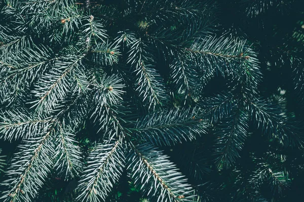 具有复制空间的圣诞树背景 杉树分枝质感 新年背景 — 图库照片