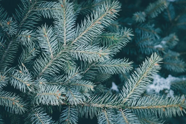 Ramo Abete Coperto Neve Natale Nuovo Sfondo Dell Anno Anno — Foto Stock