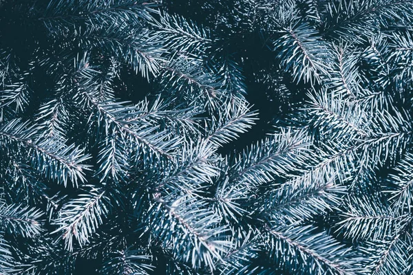 コピースペースとクリスマスモミの木の青の背景 太い木の枝の質感 新年の経緯 — ストック写真