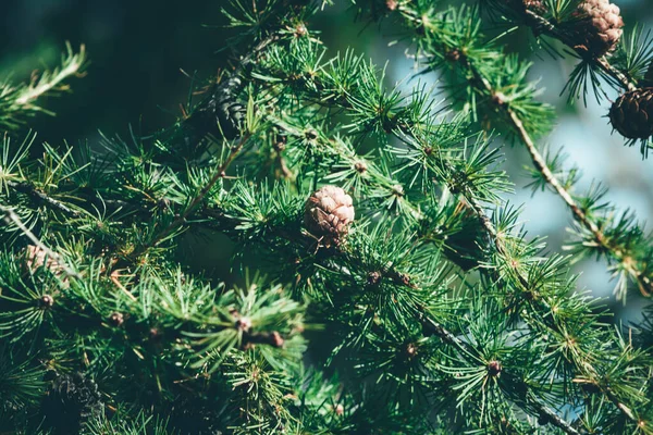 具有复制空间的圣诞树背景 杉树分枝质感 新年背景 — 图库照片