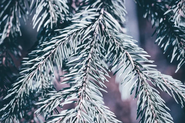 Árbol Abeto Navidad Fondo Azul Con Espacio Copia Abeto Ramas —  Fotos de Stock