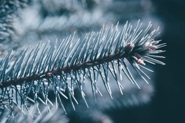 圣诞树蓝色背景 有复制空间 杉树分枝质感 新年背景 — 图库照片