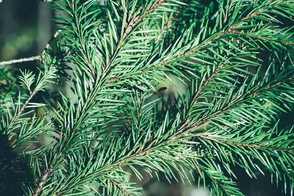 Noel Ağacı Arka Planında Fotokopi Alanı Var Firavun Ağacı Dalların — Stok fotoğraf
