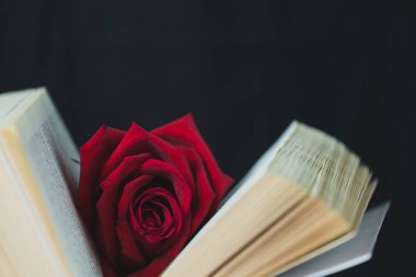 Beyaz bir kitaba yerleştirilmiş kırmızı gül.