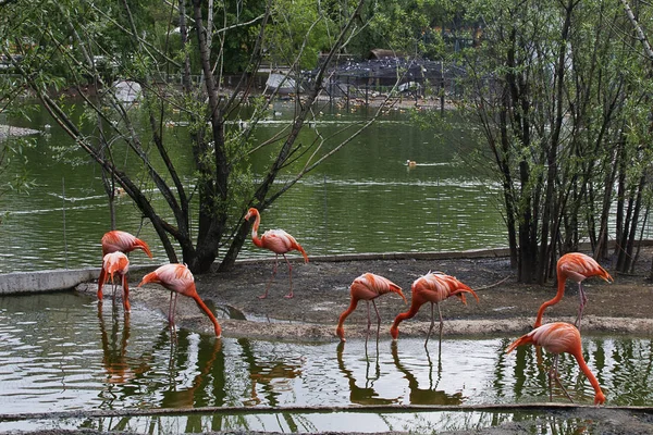Suya yakın pembe flamingolar — Stok fotoğraf