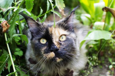 Renkli kedi yakın çekim portresi