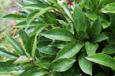 Yeşil tropikal yaprak, yaratıcı arka plan