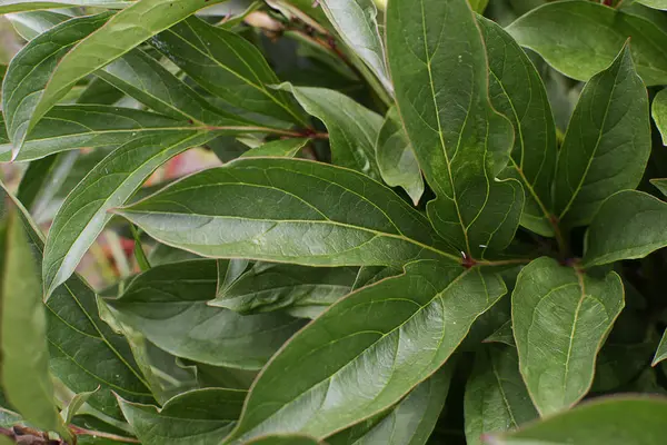 Green tropical leaves, creative background — Stock Photo, Image