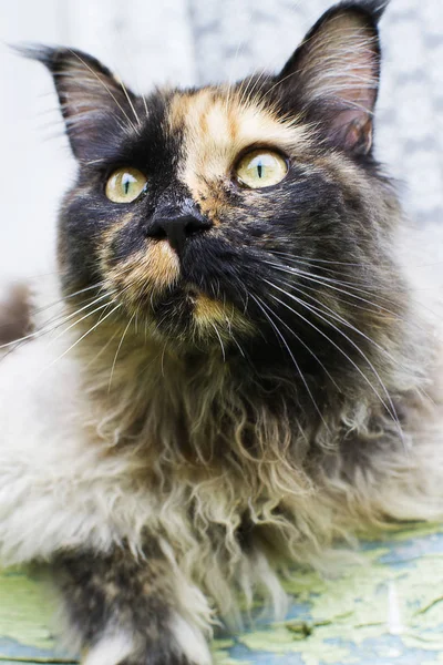 Çok renkli kedi yakın çekim